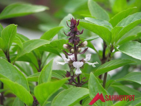 cách nấu lẩu gà lá é